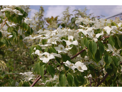 Cornus kousa