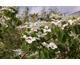 Cornus kousa