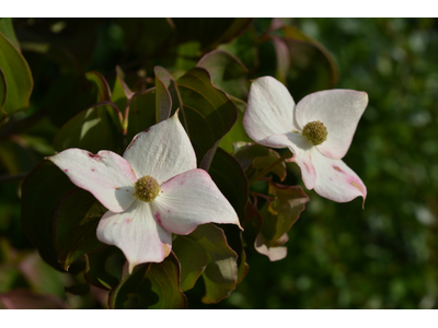 Cornus kousa