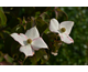 Cornus kousa Copacabana ®