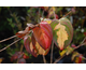 Cornus kousa Gold Star