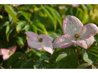 Cornus kousa