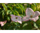 Cornus kousa Heart Throb Red