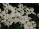 Cornus kousa Jasmine
