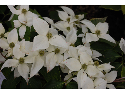 Cornus kousa