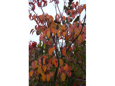 Cornus kousa