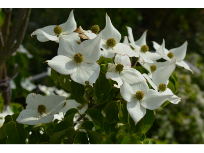 Cornus kousa