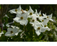 Cornus kousa Milky Way