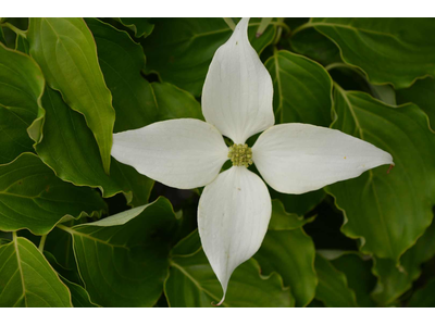 Cornus kousa