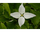 Cornus kousa Nicole