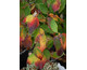 Cornus kousa Radiant Rose (Hanros)