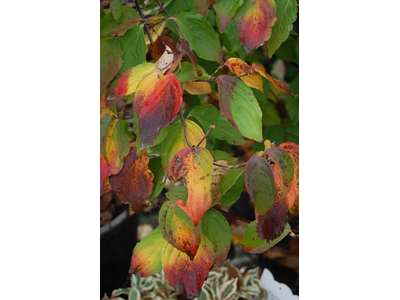 Cornus kousa