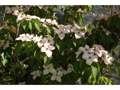 Cornus kousa