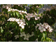 Cornus kousa Satomi