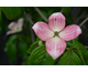 Cornus kousa