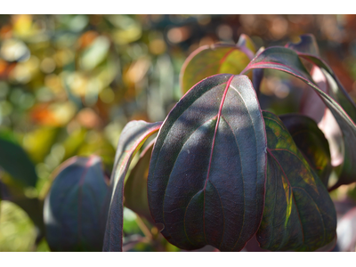 Cornus kousa