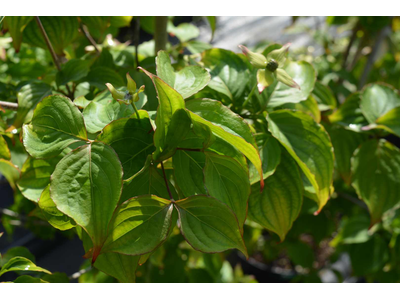 Cornus kousa var. chinensis