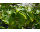 Cornus kousa var. chinensis Claudia