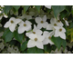 Cornus kousa var. chinensis None