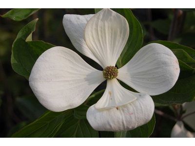 Cornus kousa x nuttallii