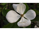 Cornus kousa x nuttallii