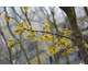 Cornus mas