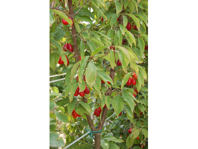 Cornus mas