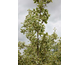 Cornus mas Variegata