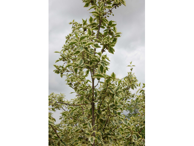 Cornus mas