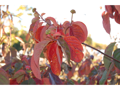 Cornus nuttallii