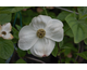 Cornus nuttallii Ascona
