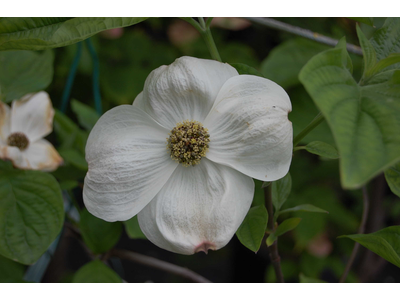 Cornus nuttallii