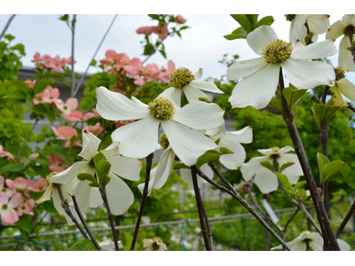 Cornus nuttallii