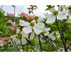 Cornus nuttallii Monarch