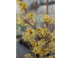 Cornus officinalis 