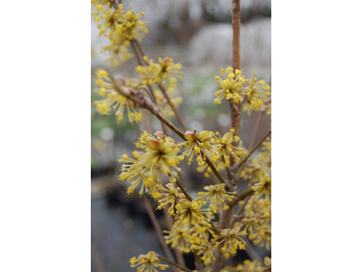 Cornus officinalis