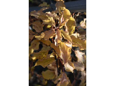 Cornus sanguinea