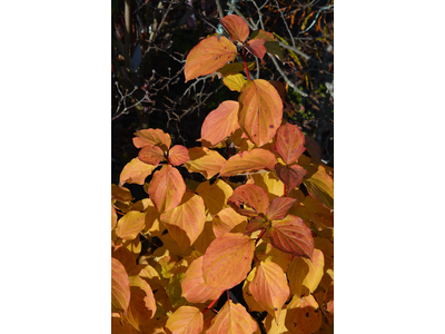 Cornus sanguinea