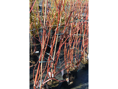 Cornus sericea