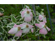 Cornus x