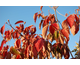 Cornus x rutgeriensis Rutban (Aurora)