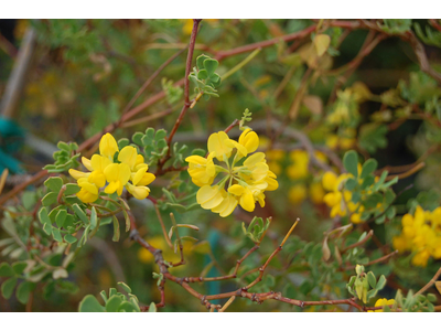 Coronilla valentina