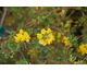 Coronilla valentina Citrina