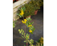 Coronilla valentina Pygmaea