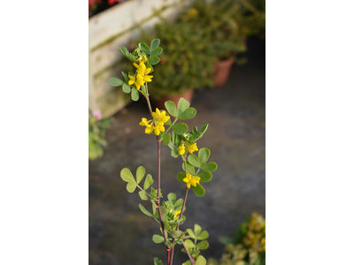 Coronilla valentina