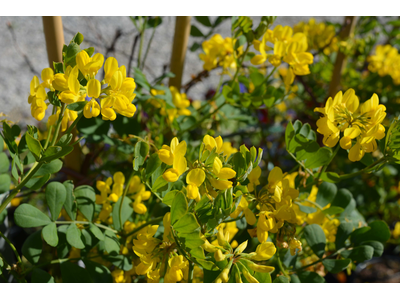 Coronilla valentina ssp. glauca