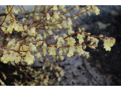 Corylopsis pauciflora