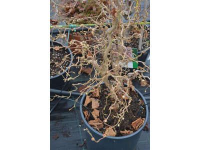 Corylus avellana