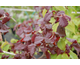 Corylus avellana Red Majestic