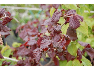 Corylus avellana